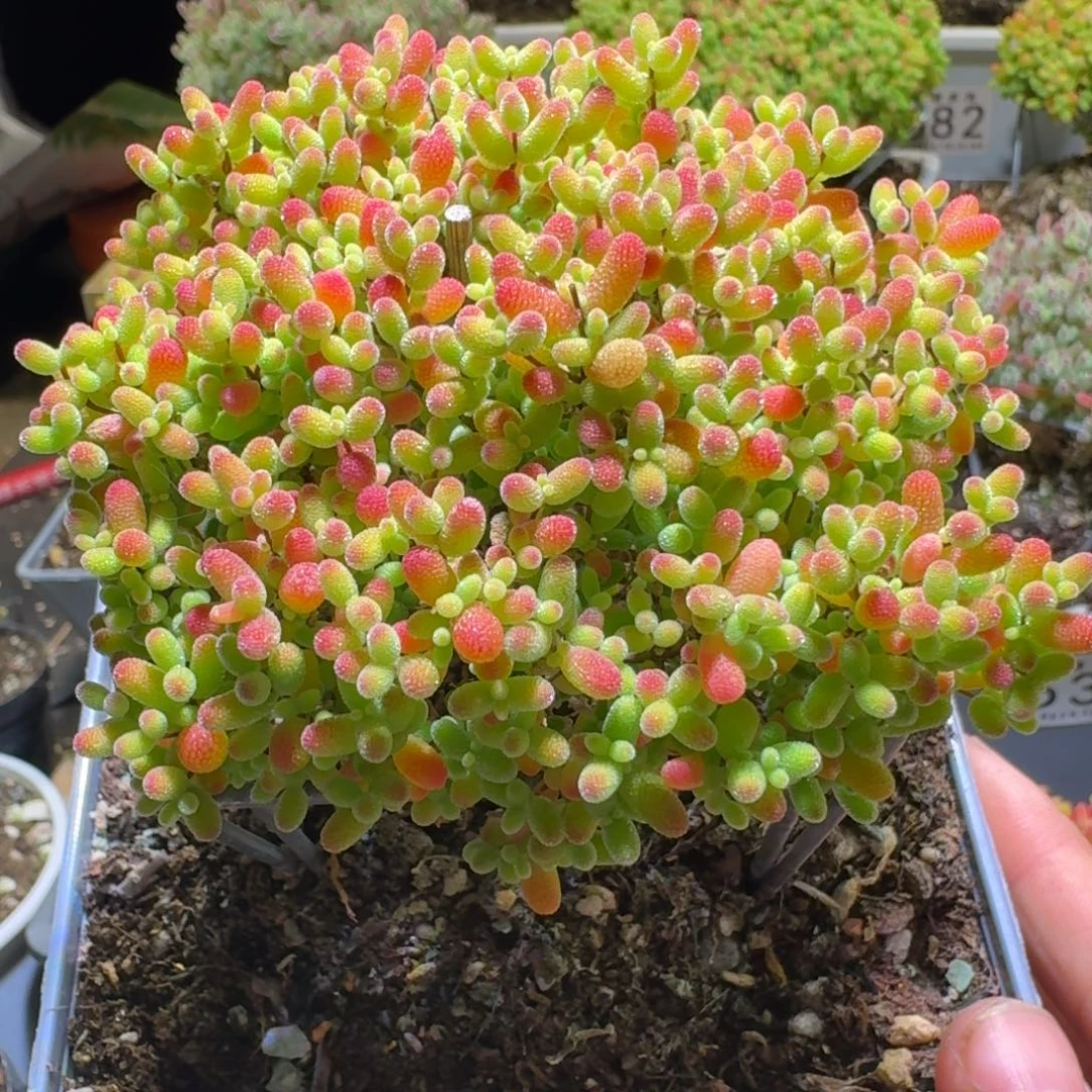 蜜桔糖球枝干番杏558