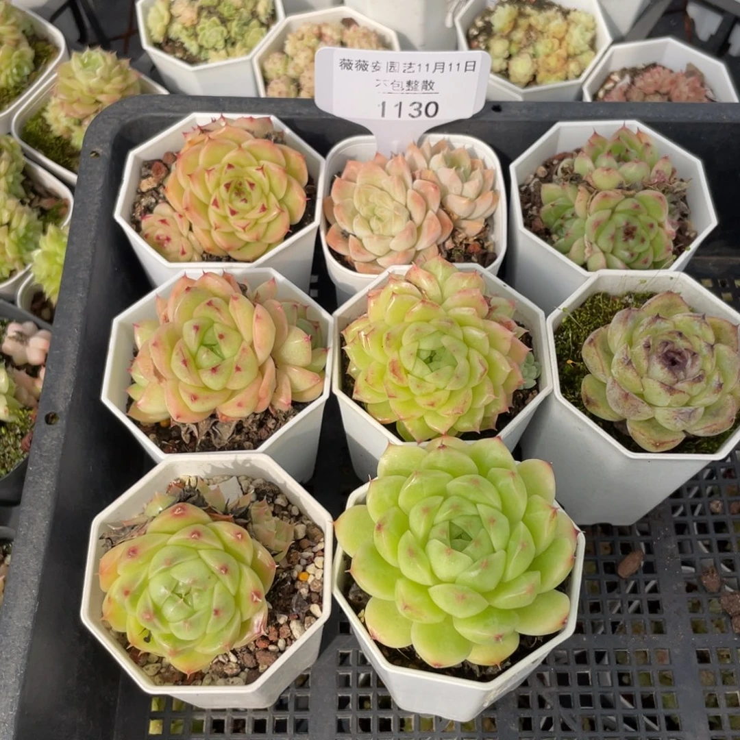 不包整散 盆子不售后1130