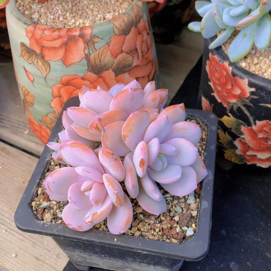 精品多肉植物花卉盆栽花卉