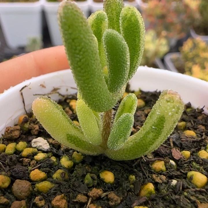 145-拉丝钻石黄锦植物枝干