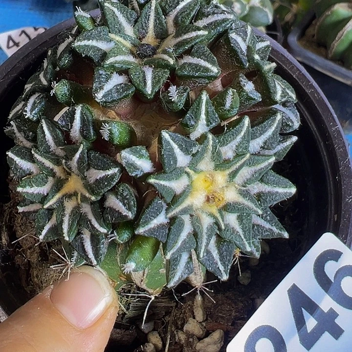 黑牡丹群246仙人球