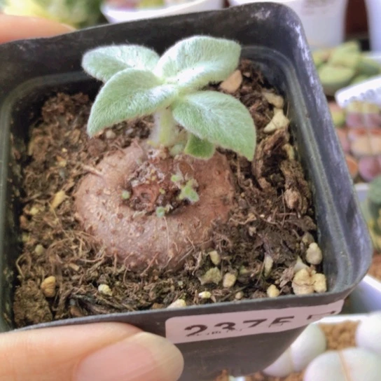 2375，3.8厘米断崖女王如图