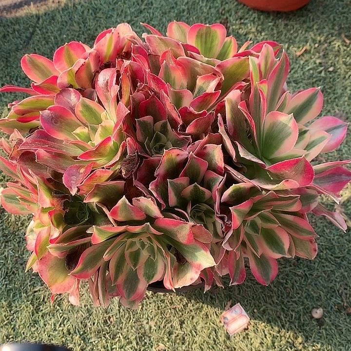 929妖月多肉植物