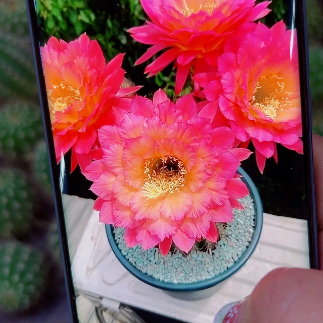 下37毛牛牛歪无根侧芽5公分左右20包邮