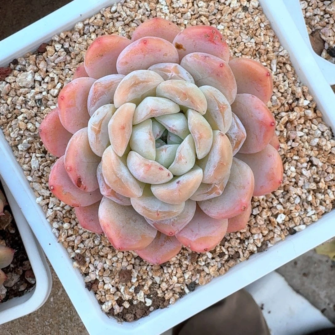 专拍链接多肉精品