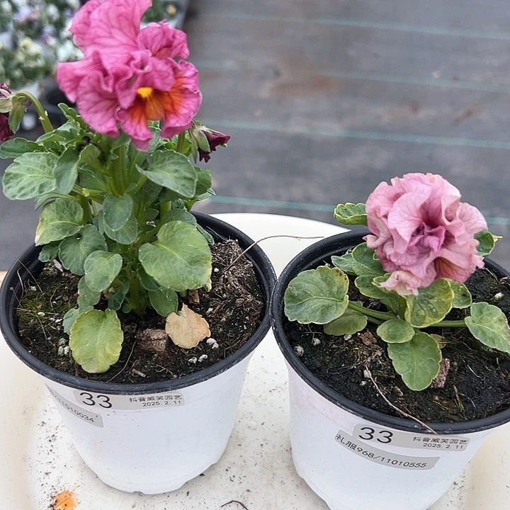 水晶抖音直播闪拍33