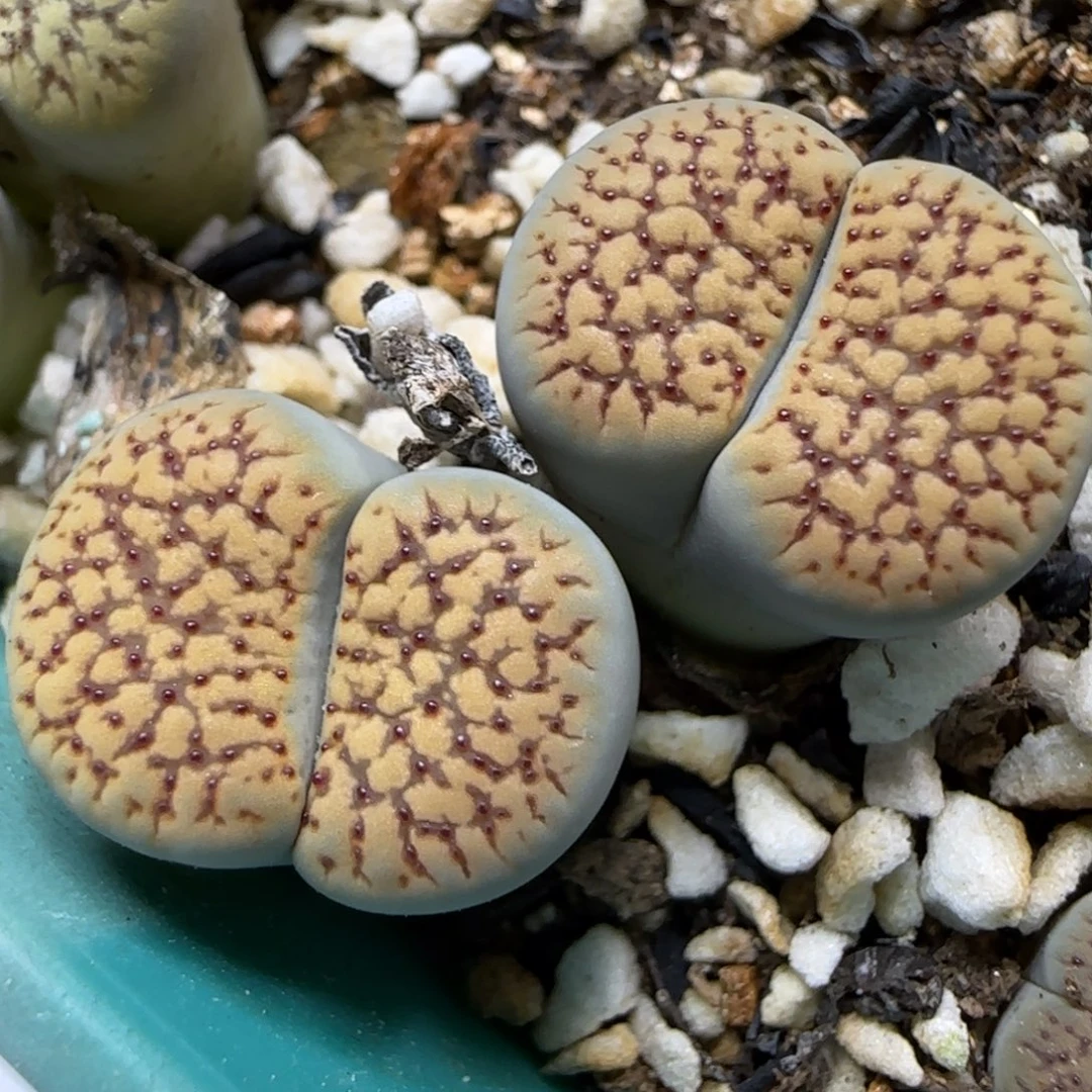 12.2.朝贡.9062双头冠幅2.5cm