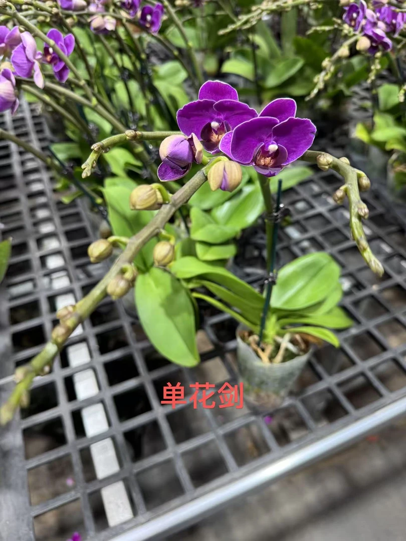 蝴蝶兰【蓝色妖姬】昆明直发
