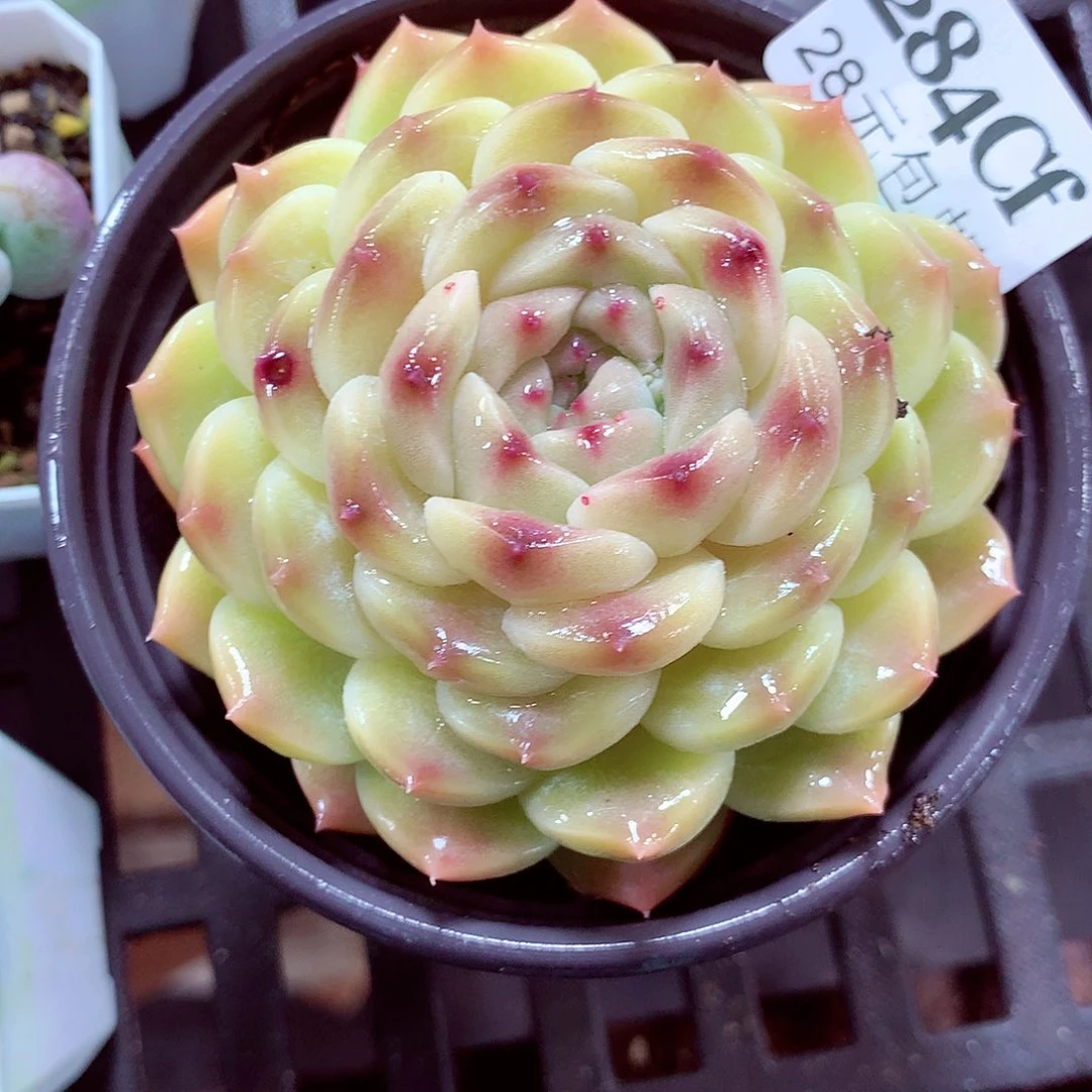 5厘米盆精控多肉284