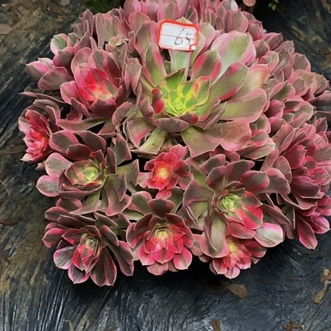 男神老桩捧花65号