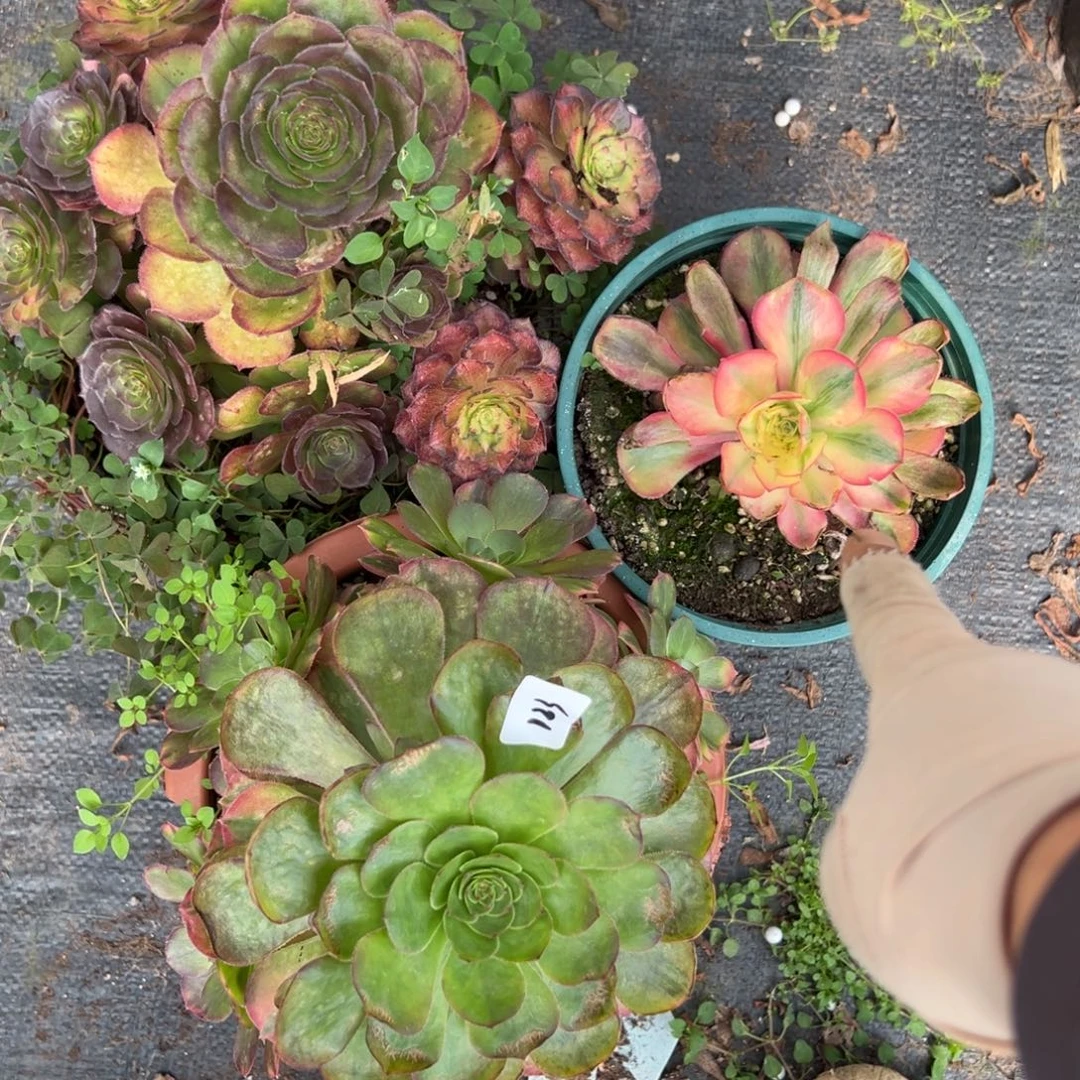 123三颗多肉嘻嘻嘻嘻