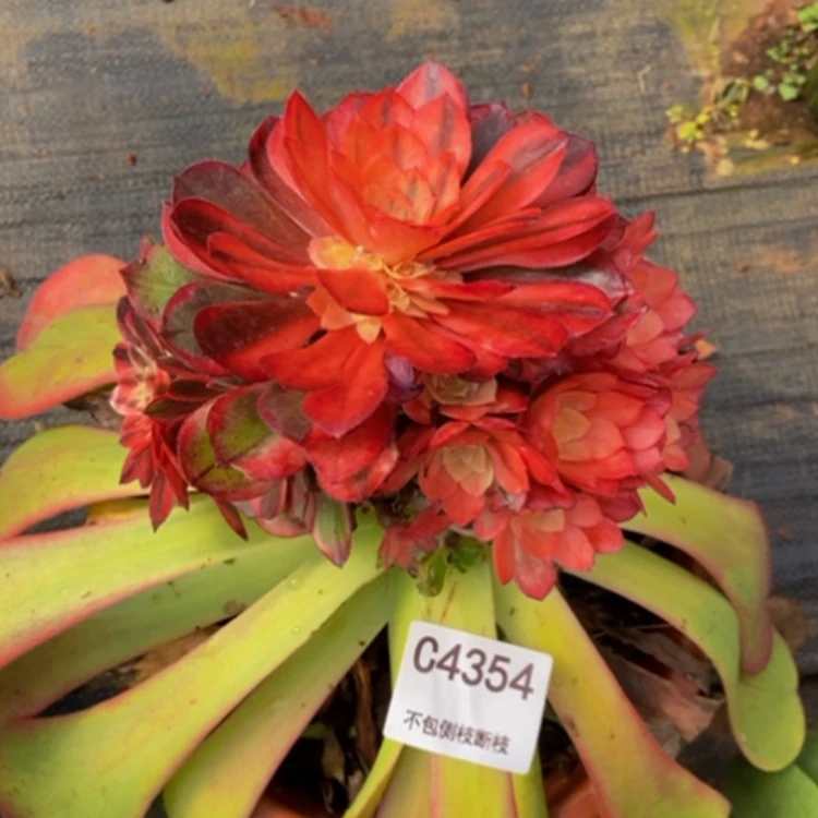 【闪购商品】李***姐4354黑魔多肉