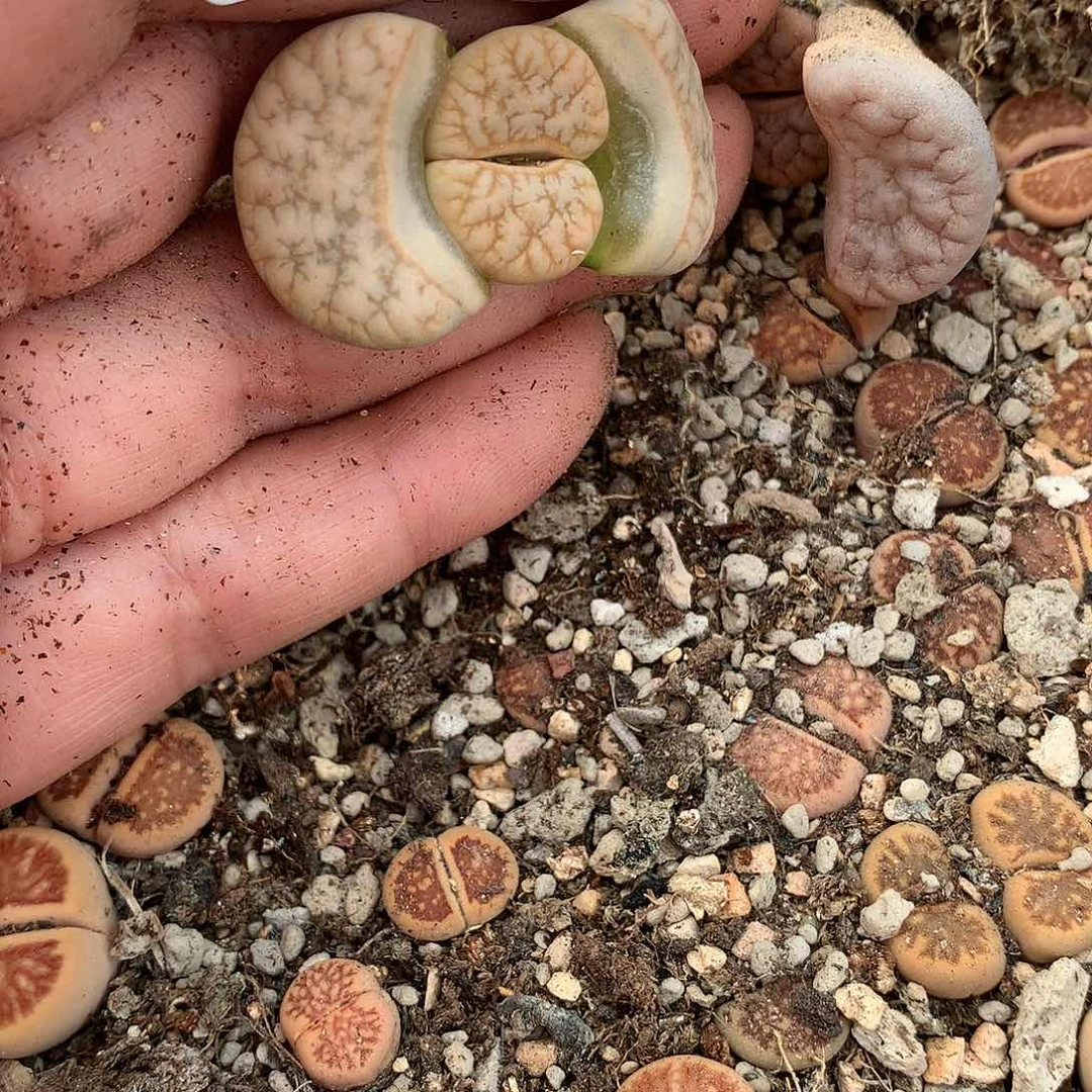 C274多肉植物保护研究所