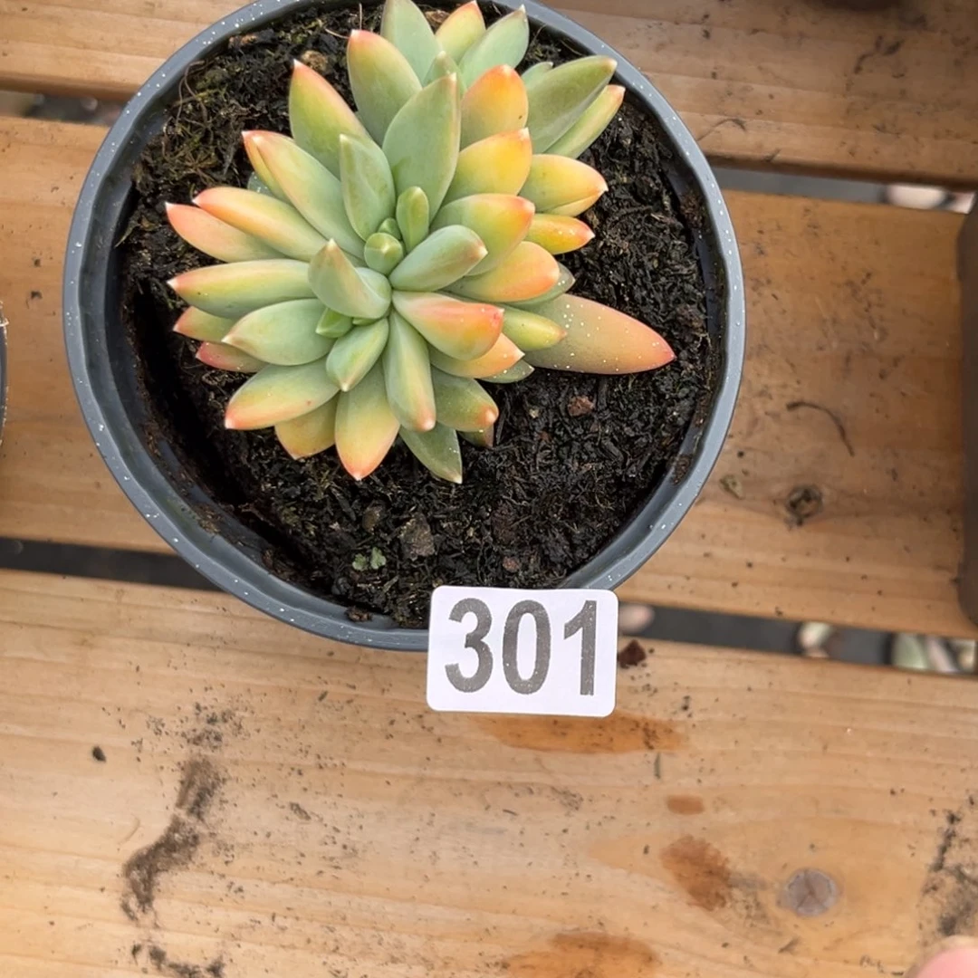 柔**意多肉植物301莫吉托