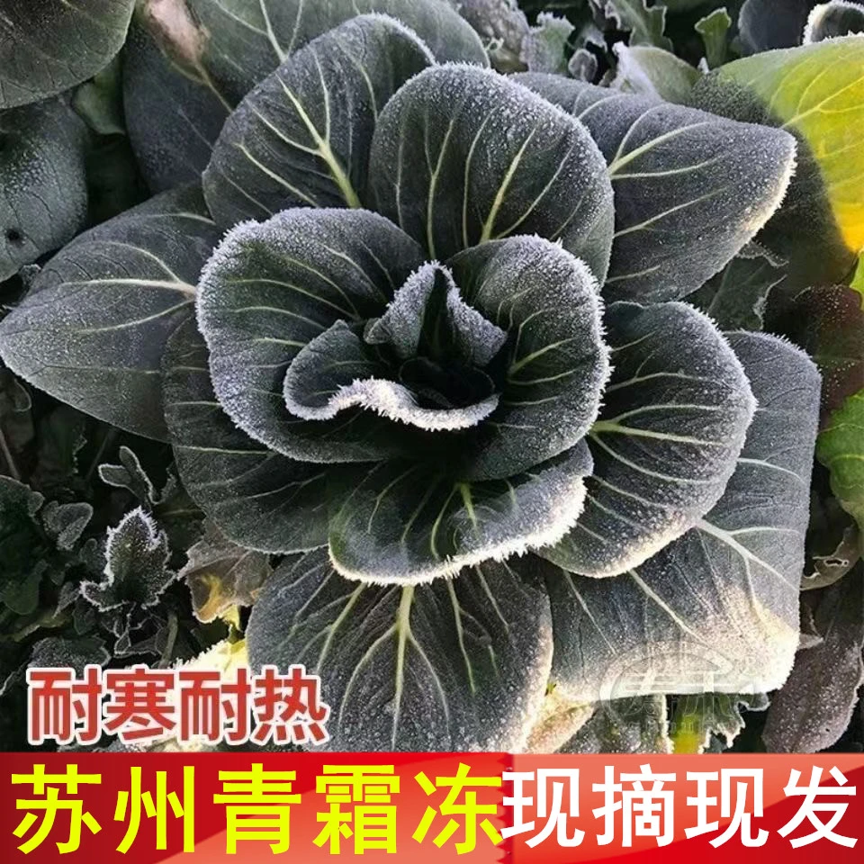 绿色新鲜蔬菜露天上霜打冻喜欢吃青菜做法粥苏州青菜汤烧香菇青菜