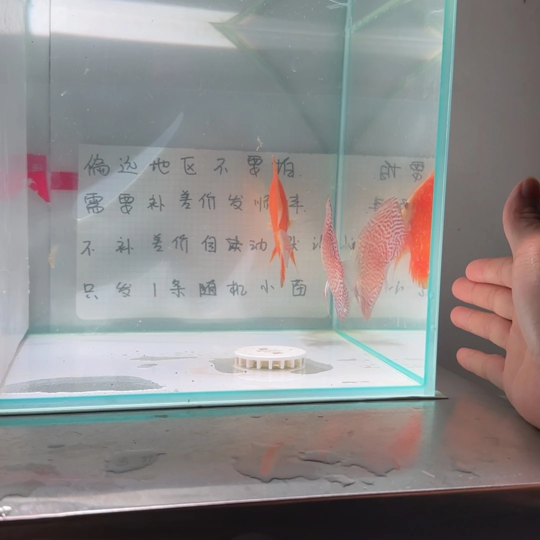 七彩神仙鱼七彩8-11，2条价格