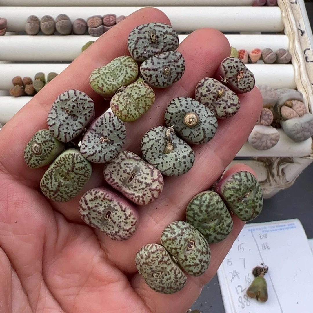 1.4好看的多肉脱土发货368