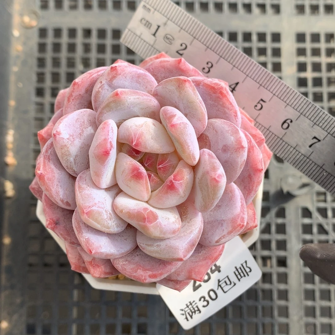 254。星影橙花朵脸。