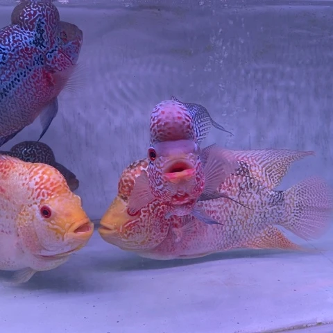 海水鱼鸿运罗汉一条aaa