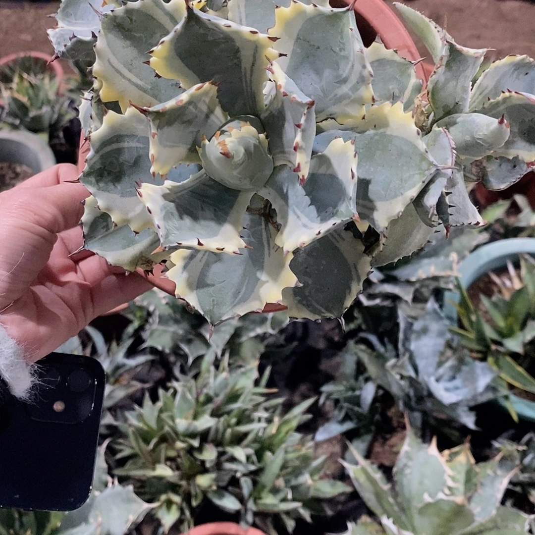 用***20889 整盆裸根脱土发货