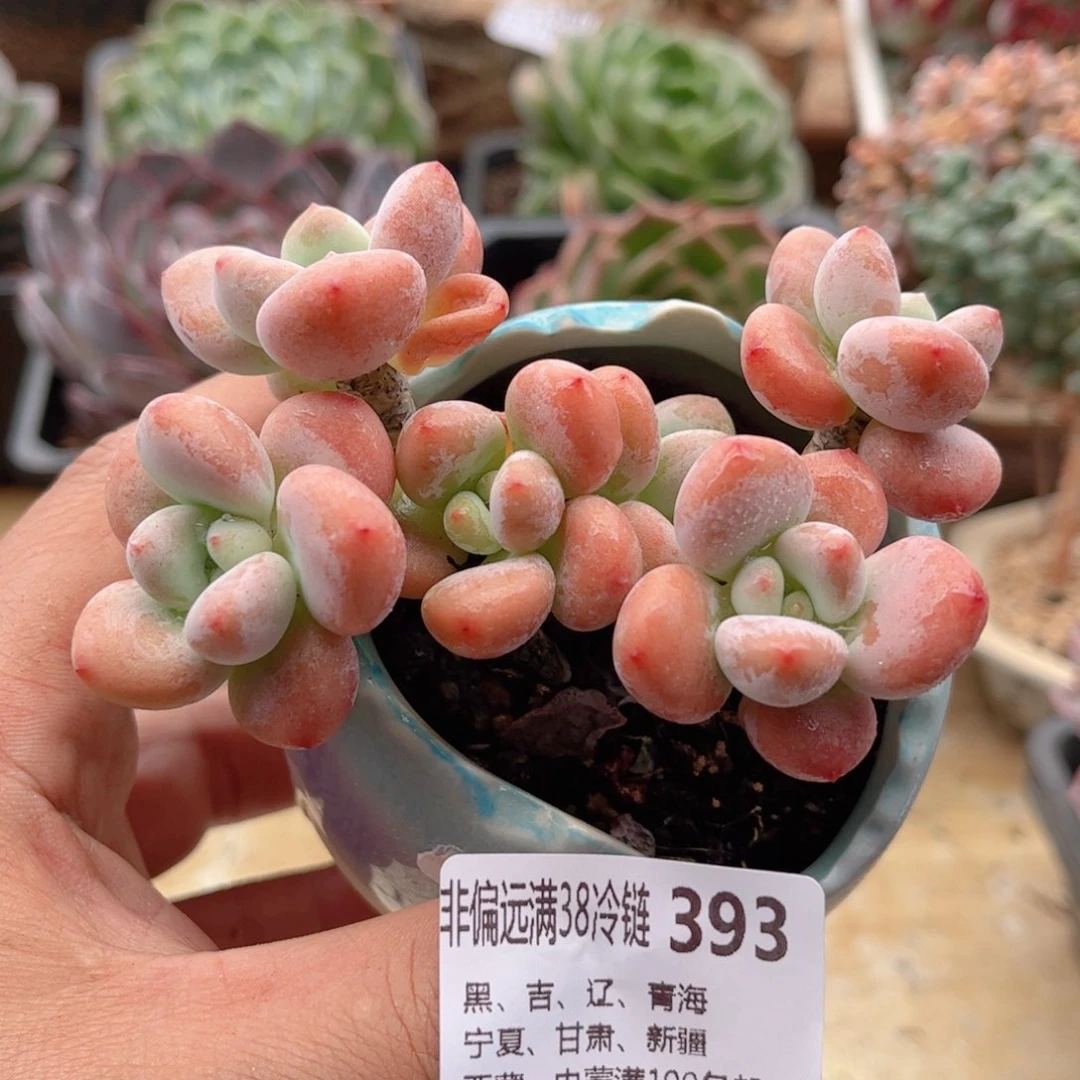 393红洛神德华多肉