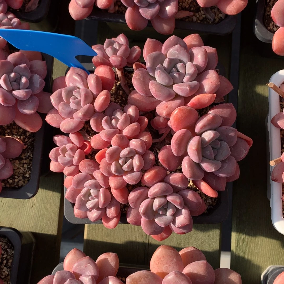 白鹭 多头 一颗