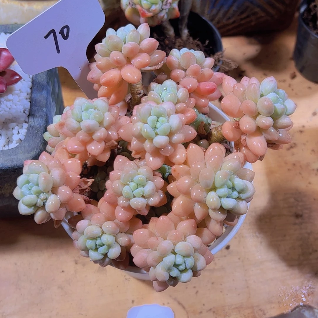 秋***?70洛可可。。。。。。。