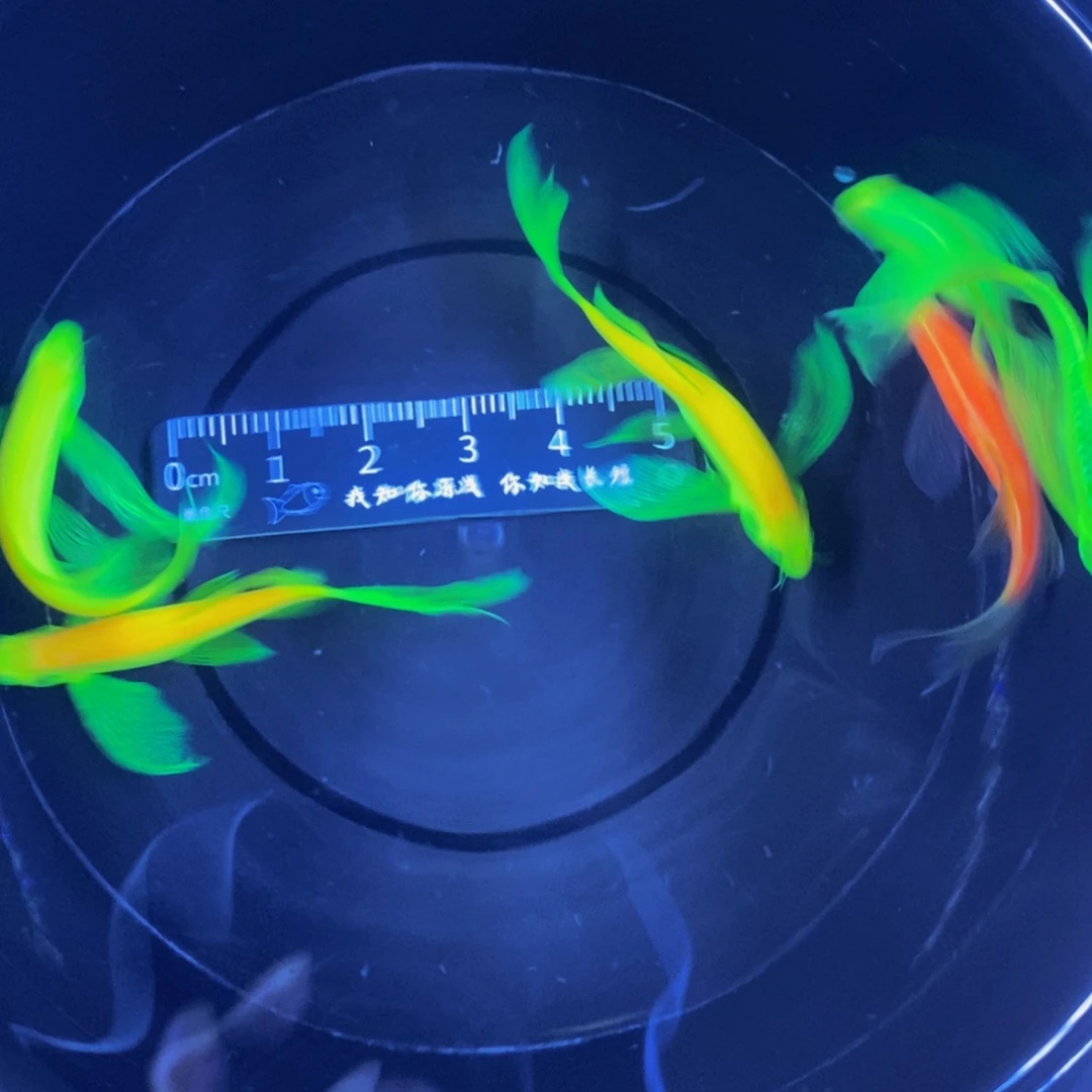 斑马鱼蝶翼斑马4-5厘米5送一红