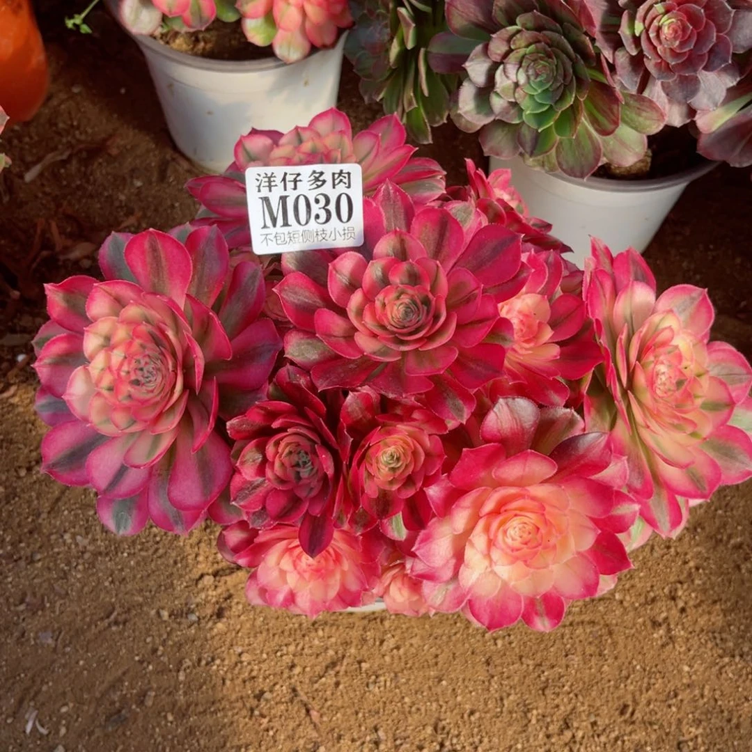 030倾城 冠幅25左右