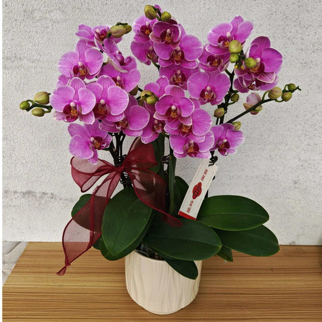 精致品质 蝴蝶兰 （紫碟）爆款 花期长耐开好养