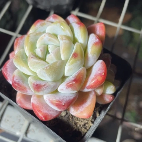 血斑冰玉老桩多肉一物一拍