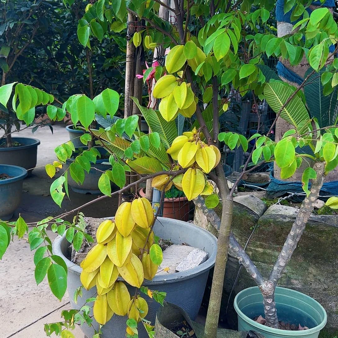 虔****无花朵果树11111111111111