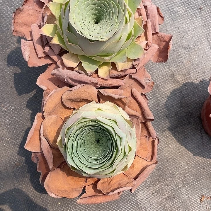 幸***儿山地玫瑰一物一拍