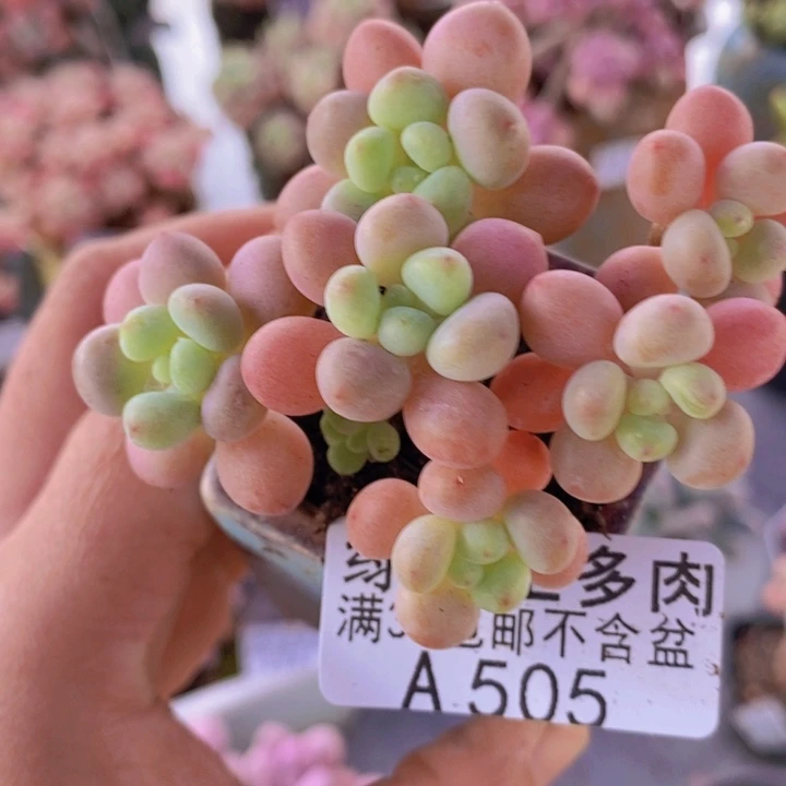 鱼子酱5cm505多肉植物