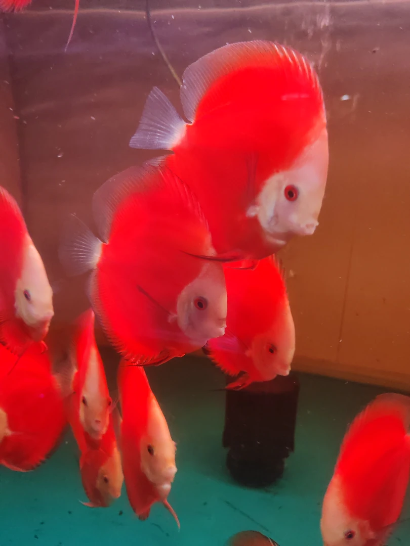 格子红菲天之蓝老虎狗松石6公分4条随机