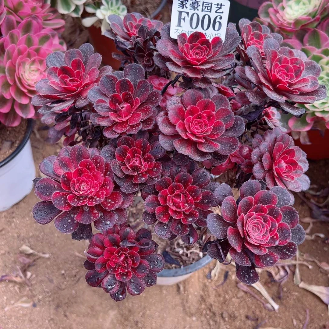 006香奈儿尺寸20左右