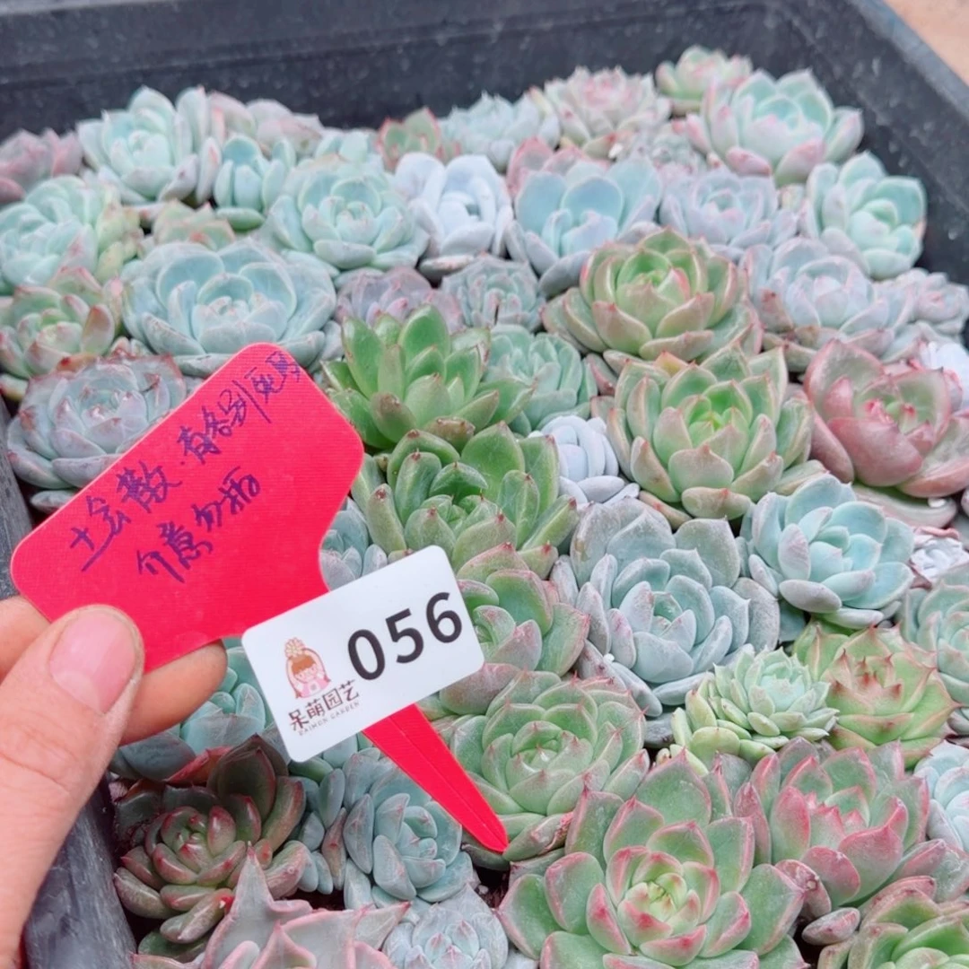 多肉植物多肉植物