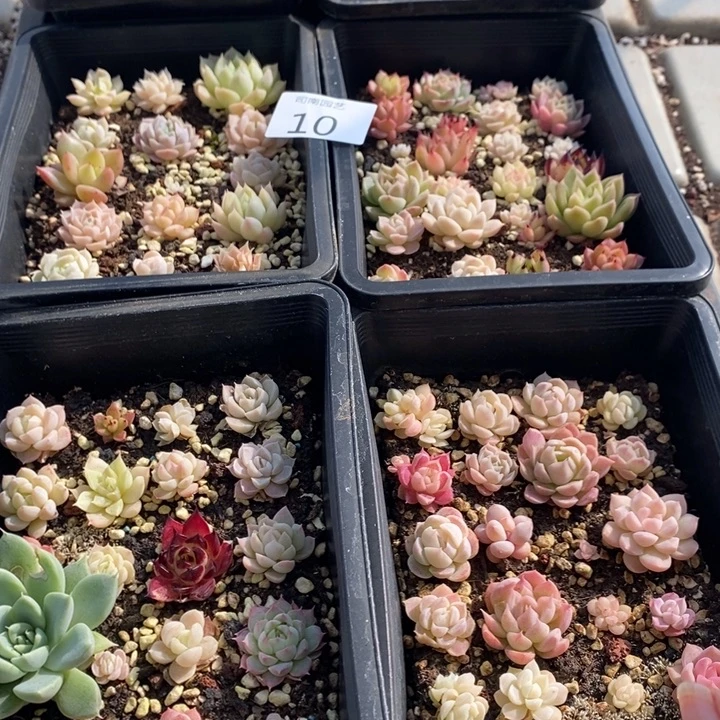 10 多肉植物盆栽花卉