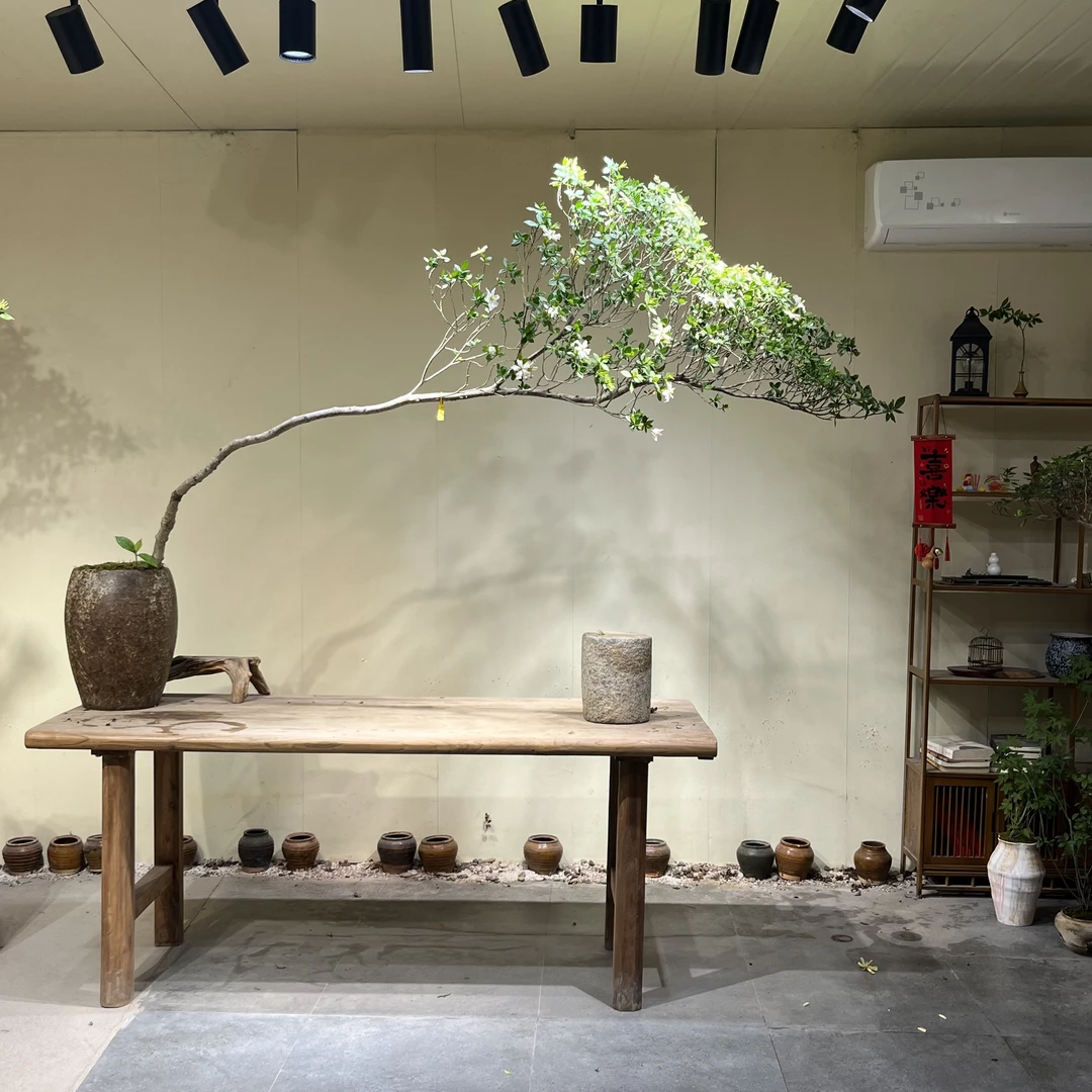 如意｜海岛栀子花 高飘长飘树形 精品老桩意境