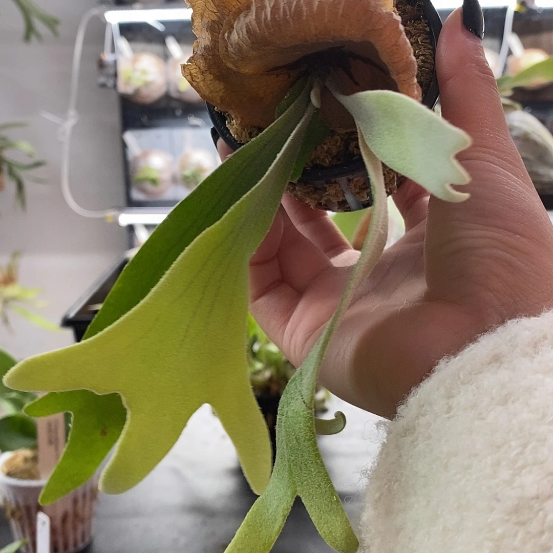 无花朵无开花植物