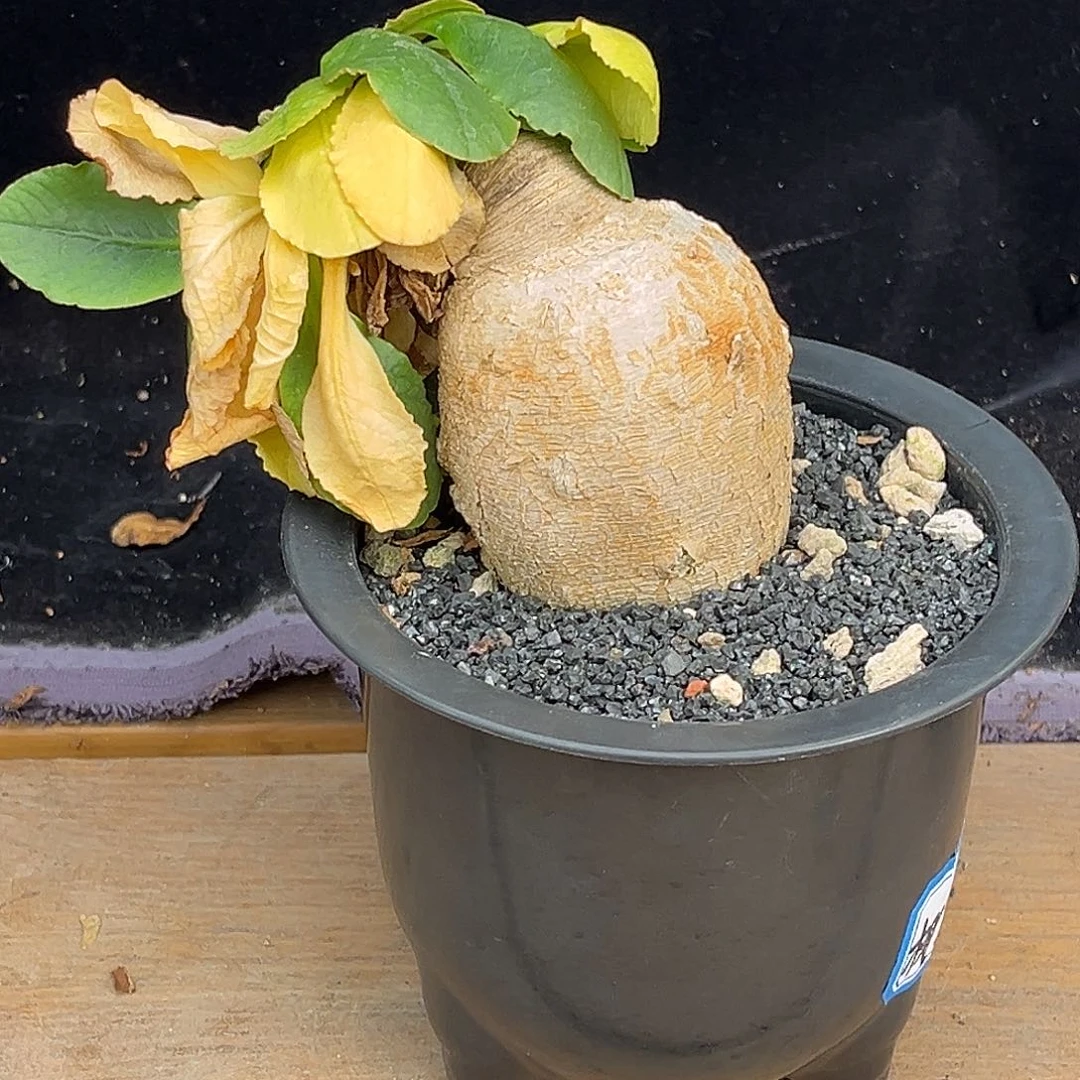 精品产地樱花大戟，5.4公分
