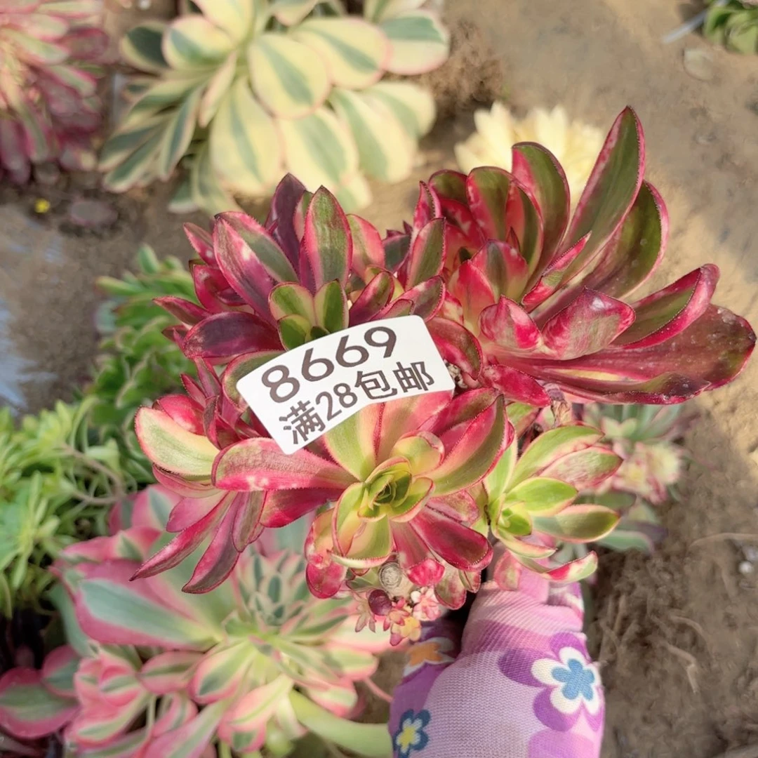 E. 8669老母本多肉