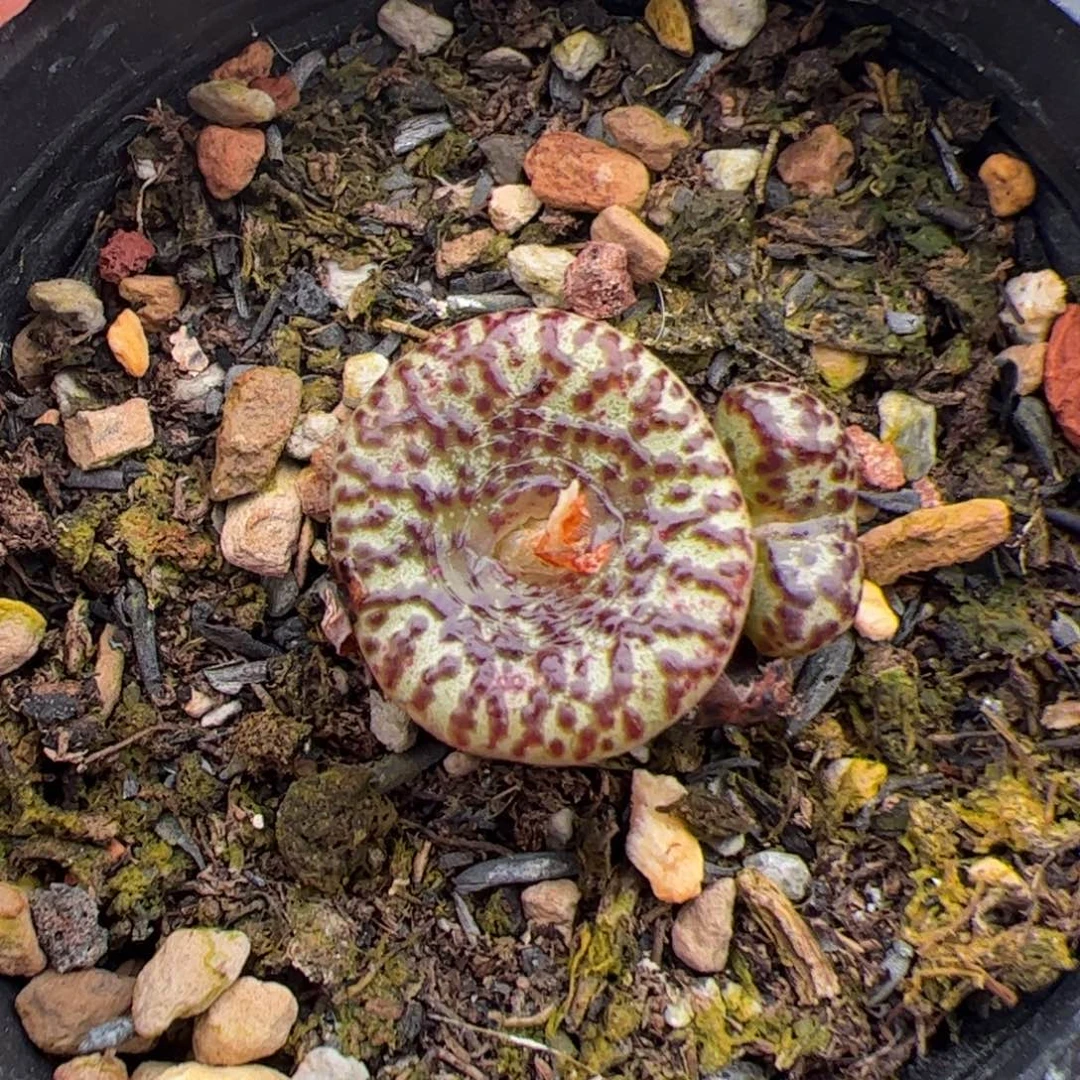 012号安贞 多肉植物