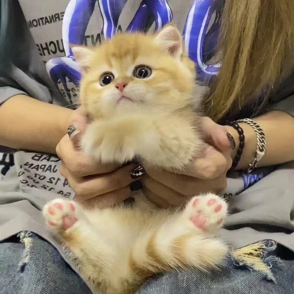 【狗如家的猫】全品种精品猫猫活体-W-A053