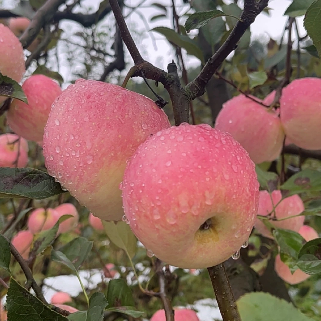 【粉丝福利】贵州长顺特产高钙苹果新鲜现摘脆甜多汁