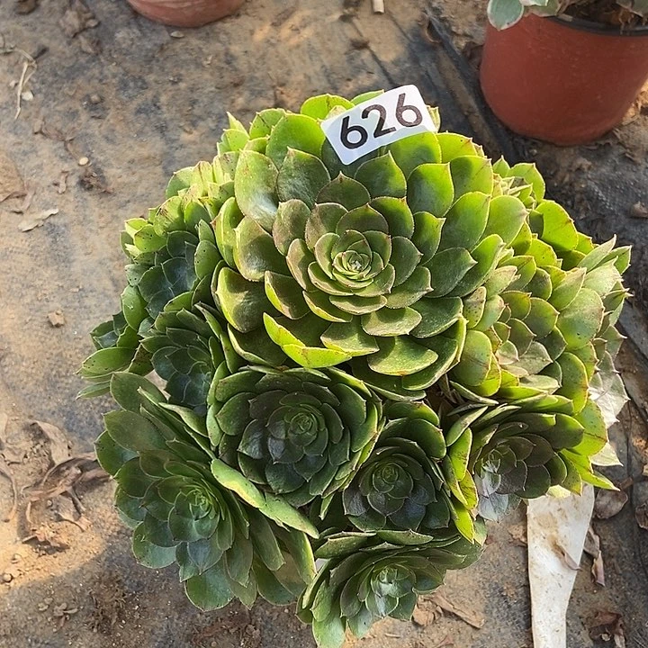 万拉丝626多肉不包断