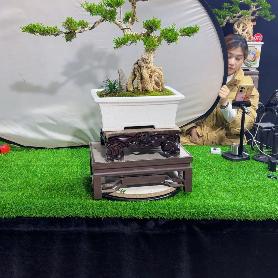 当前无花朵，栽培后可花朵