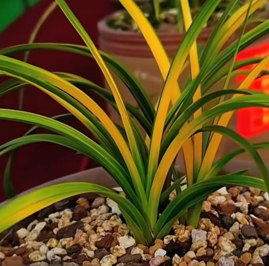 蕙兰兰花草浓香型高级朱金中透一物客厅一拍