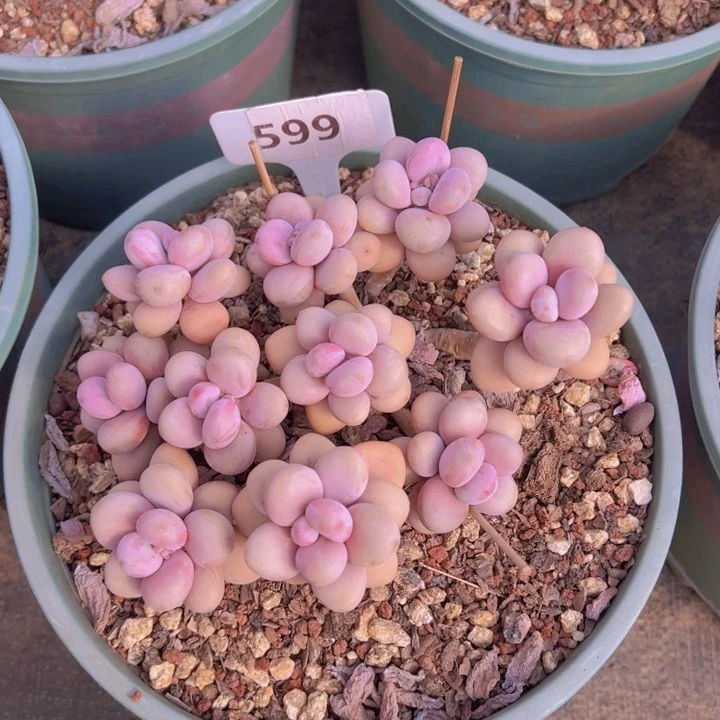 健健康康平平安安