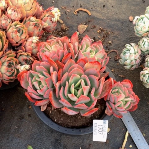 小****?1707绮罗多肉